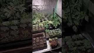 Grow Tent Full of Plants   Tomatoes, Peppers, and More