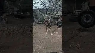 #bordercollie #kangal #pitbull #animals #cute #puppy #bigdog #labrador #love #funny