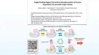 Target binding triggers hierarchical phosphorylation of human Argonaute-2 to promote target release