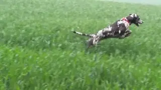 Jumping Juno in the cornfield.