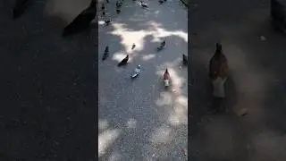 Походу тренд не сработал 🤣[ #2023 #тренды #голуби #парк #натурал #приколы ]