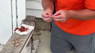 Breaking wild plum pit shells and removing the seed September 2025