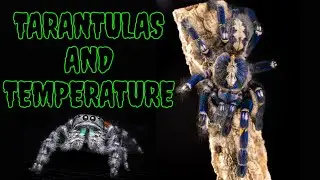 Heat Pads Have Tarantulas Cooked - Killing Spiders & Calling It Care!