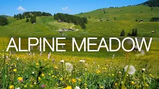 Alpine meadow [10 hours] | Birds, Crickets and Countryside Ambience