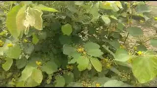 Phalsa, Falsa fruit farm in Punjab. best and amazing herbal food for the health. falsa berry