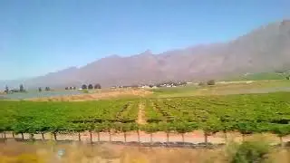 Grape farming in Capetown is one of the best  in  the world - Cape Town Western Cape - South Africa