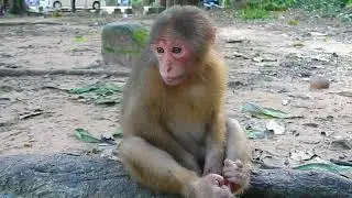 Most Fubulous! Lovley monkey Bela look very cute