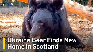 Bear Abandoned in Ukraine Zoo Rehomed in Scotland | TaiwanPlus News