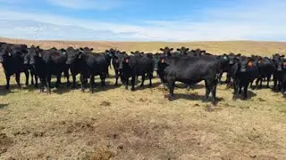 Schenk bred heifers