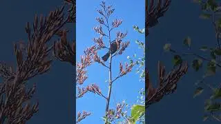 Tui (NZ Native bird/manu) eats his way up some Flax/Harakeke 💚 #nznative #reomaori #tui