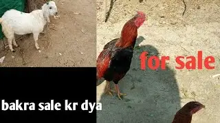 Mandi sa laya bakra ktna k sale kya ! Ktna profit hoa! 