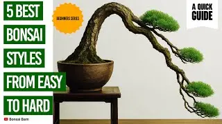 &ldquo;5 Bonsai Styles, Ranked.&rdquo; | &ldquo;Which Are Easy, and Which Are Crazy Hard?&rdquo;