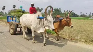 New Young Bullock Cart Heavy Load Ride | Indian Bullock Cart