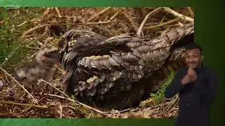 Compilation of the Extraordinary Nightjar Nest at RSPB Arne | Springwatch 2023 (signed)