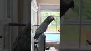 A couple of minutes with silly Symon today🦜💕#sillybird #talkingparrot ##sassy #love #pets #cag