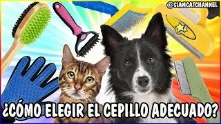 Gu&iacute;a Completa De Cepillos Y Peines Para Mascotas (Gatos y Perros) - SiamCatChannel