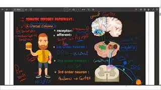 Practical Sensory Nervous System