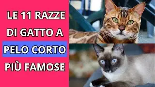 LE 11 RAZZE DI GATTI A PELO CORTO PI&Ugrave; FAMOSE