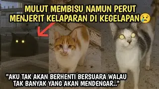 😢 Kucing Kucing Jalanan di Malam Hari Sunyi Ditemani Jeritan Perut Lapar