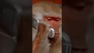 Dog with monkey fitting  #funny#comedy#shorts#bander#monkey#virals#Rushda hayat