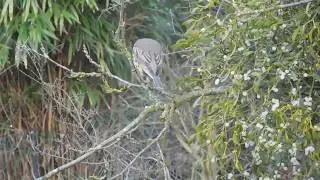 Grote lijster poept een parelsnoer van maretakbessen | Zelf Geschoten | Vroege Vogels