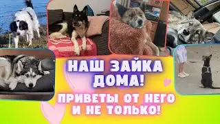 От опасности к любви: истории спасения собак!