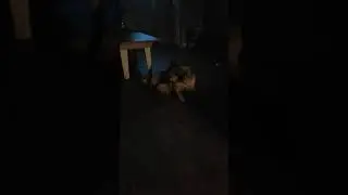 The Molly shuffle