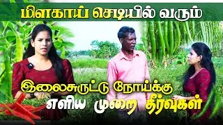மிளகாய்  பயிர் செய்கையின் நுட்பங்கள்!/ IBC TAMIL/ ER NILAM/ MAITHILY | Chili Cultivation