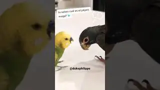 tu sabes cu&aacute;l es el p&aacute;jaro mago? #humor #chistes #chistecorto #chistescortos #chiste #chistesmalos