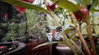 red pierrot butterfly mating 💕 #titali #phulpakharu #redpierrot #talegaondabhade