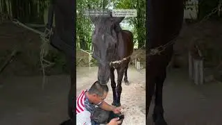 Mutual Love ❤️/ Взаимная любовь ❤️ #horse #лошади