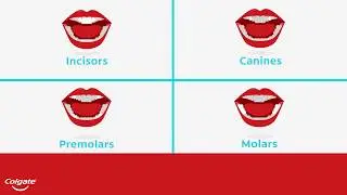 Functions of Teeth: 4 Types and Their Role | Colgate&reg;