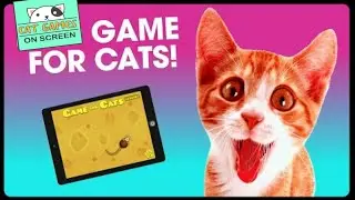 Cat Games On Screen cockroach-CAT GAMES Catching on screen compilation 2020