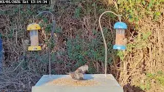 Bird table antics, 3rd January 2026, part 2