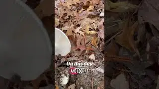 Clitocybe robusta #mycology #mushroom #fungiphotography #findstuff #Clitocybe
