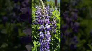 Alaskan flower power? #garden #gardening #420