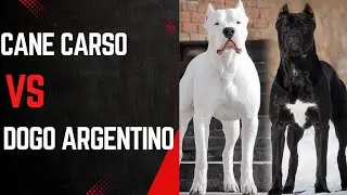 Cane Carso vs Dogo Argentino which breed is more handsome #dog #facts #animal