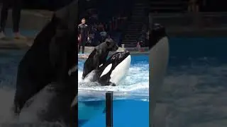 Panther Surfs Massive Orca &ndash; Wildest Animal Show EVER! 🌊