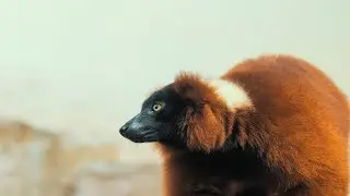 Red Ruffed Lemurs: found where the forest meets the sea