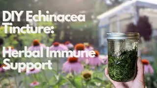 DIY Echinacea Leaf Tincture | Herbal Immune Support