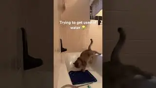Say &ldquo;NO&rdquo; to WATER 🫣😂 #foryou #cat #catlover #olaf #youtubeshorts #cute #viralvideo #viralshorts
