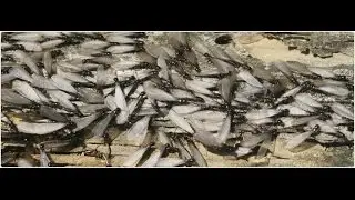 Best Termite Control Lincroft NJ (732)504-3758 Ozane.com