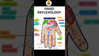 Hand reflexology #accupressure points for #healthybody #internalorgans #healthylife press these 2Min