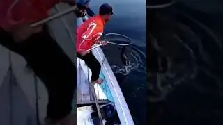 TOMAN CIRATA.#fishing #videoshort #viral #mancing