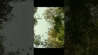 Virupaksha Trailer (Telugu) | Sai Dharam Tej | Samyuktha |Karthik Dandu | Sukumar |