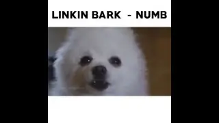Linkin Bark - Numb