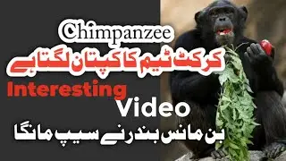 The Chimpanzee Who Led a Cricket Team | Banmanus Na Apple Pakra