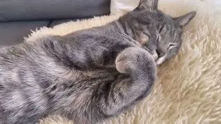 キキとテテのまいにち。 #4 元保護猫のふたごの日常