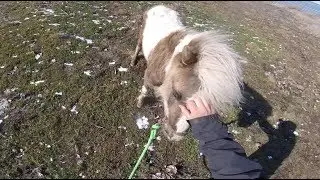 Groundwork And Flagging With Taffy The Mini Mare