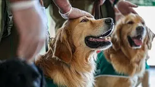 Atlanta ordinance fines owners for dog noise